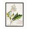 Stupell Industries Vintage Botanical Plant Illustration Framed Wall Art